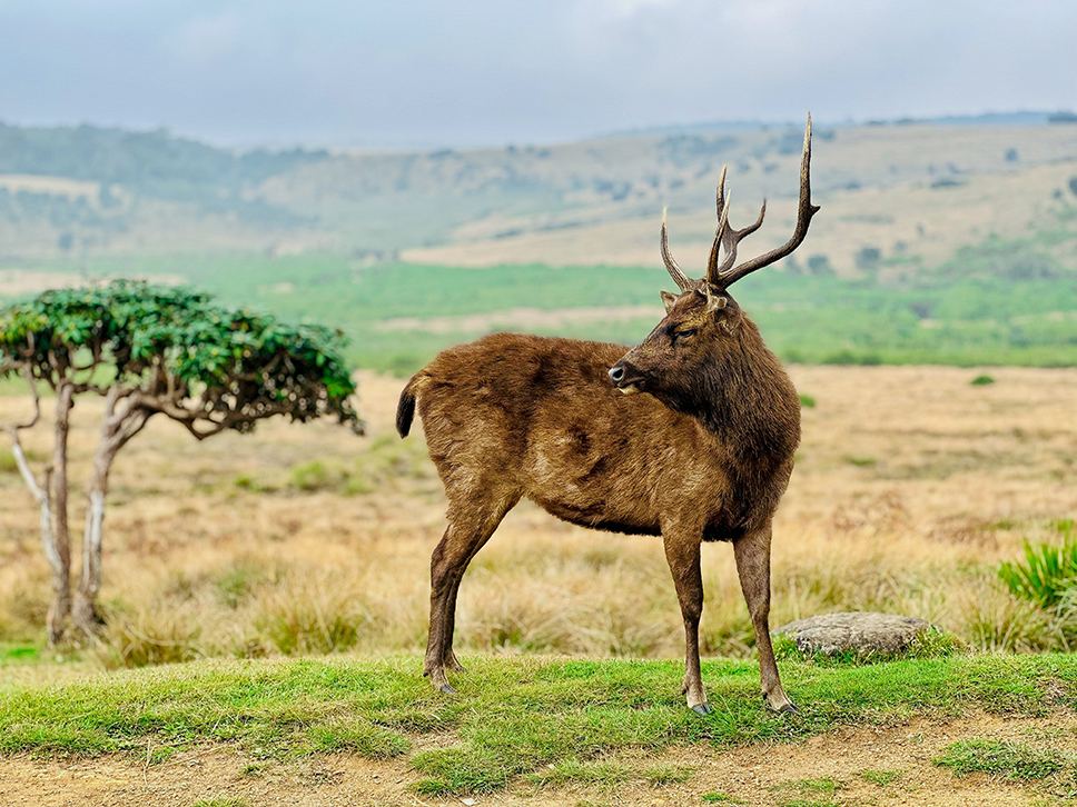 Horton Plains