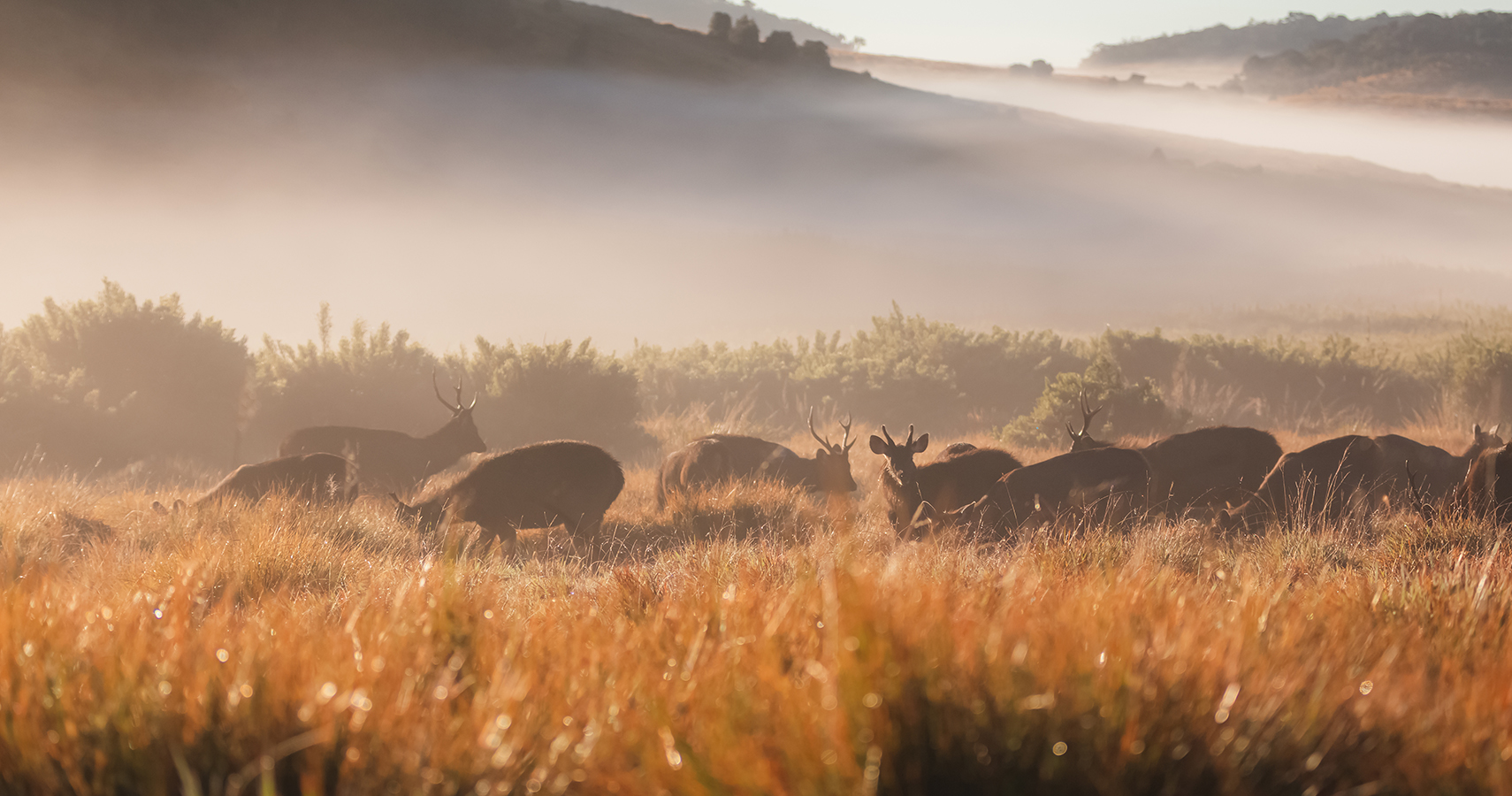 Horton Plains & World’s End Trek