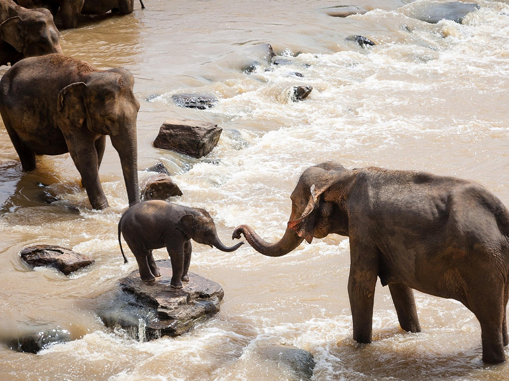 Pinnawala Elephant Orphanage & River Safari