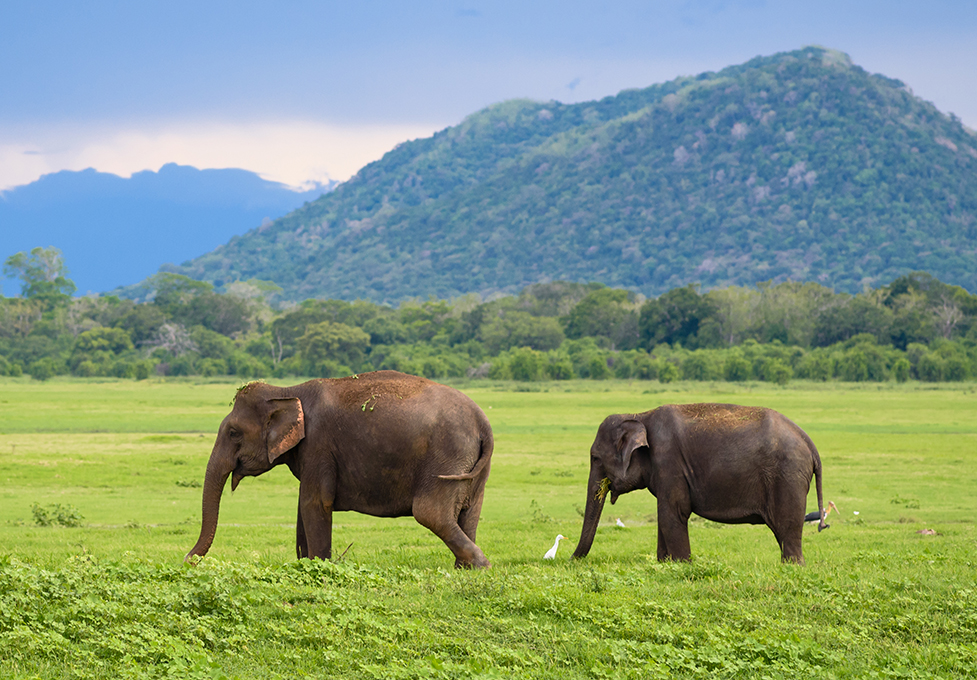Udawalawe National Park