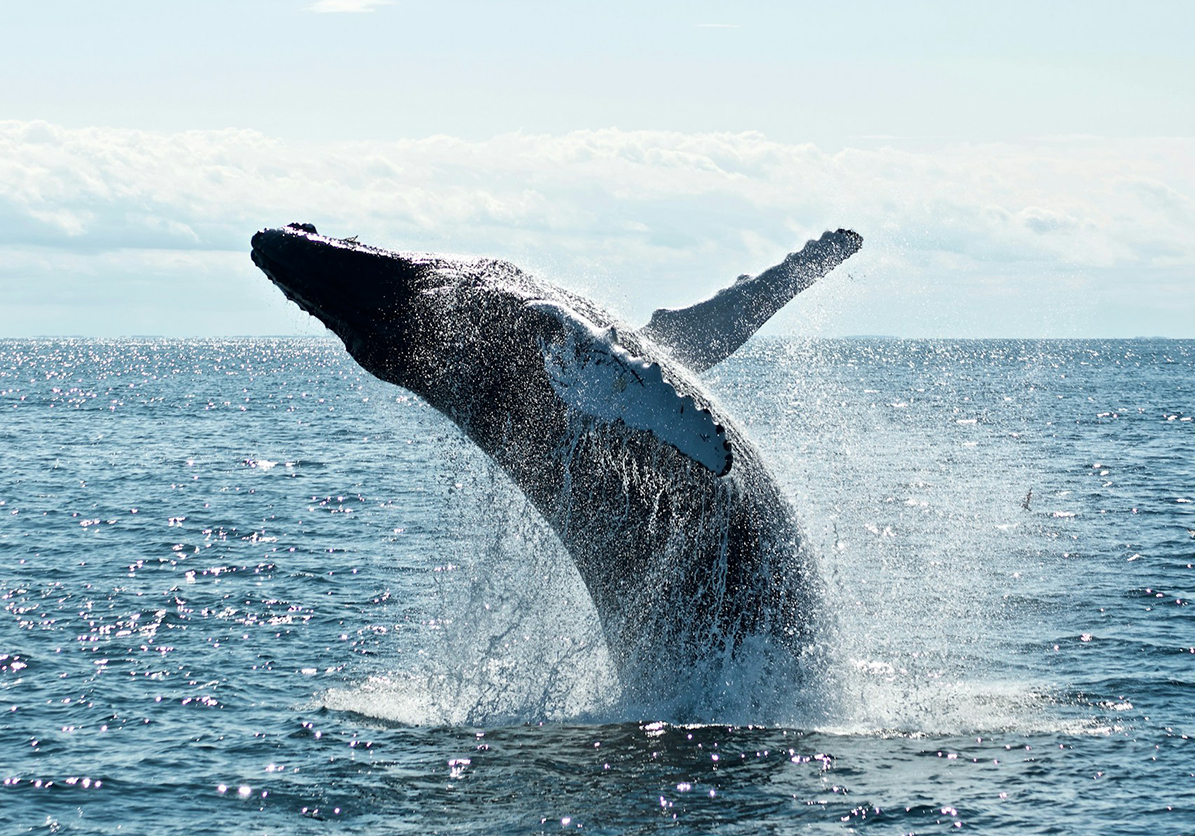 Whale & Dolphin Watching in Mirissa
