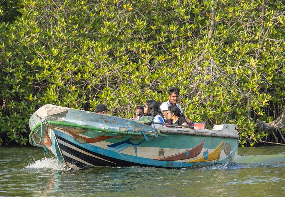 Madu River Safari & Mangrove Exploration
