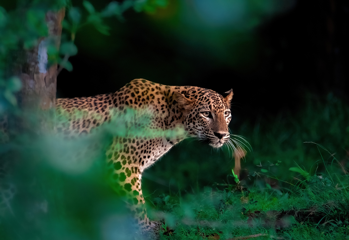 Culture, Wildlife & Coastline